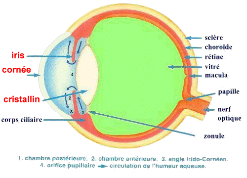 myopie - descriptif de oeil 