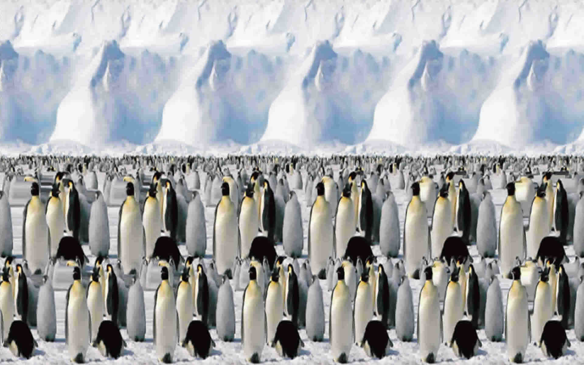 stereogramme en 3 d image plein ecran pingouins